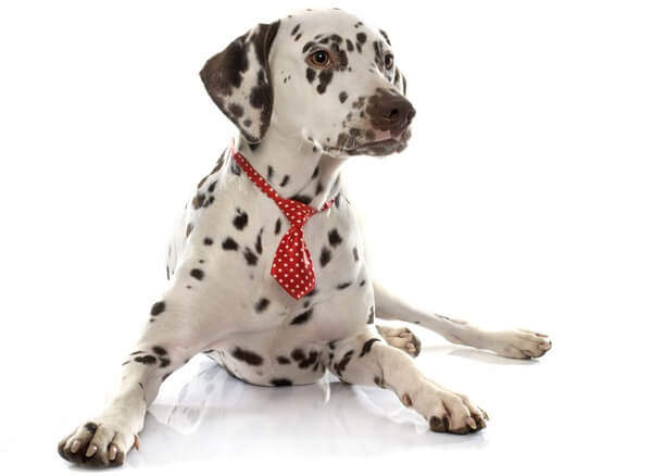 Dalmatian dog dressed in red tie