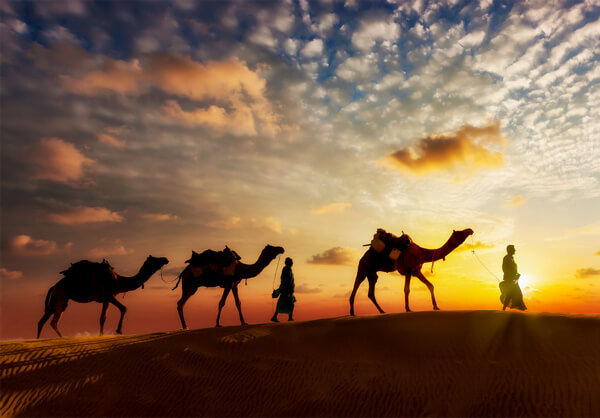 Camels on a desert during sunset