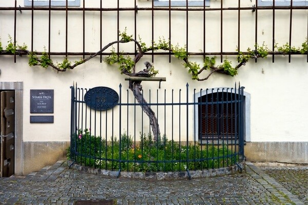 The oldest grape wine in Maribor