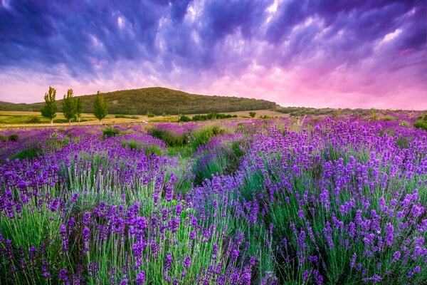 beautiful lavender fields in Tihany, Hungary